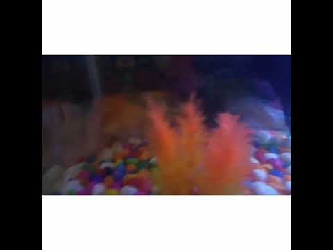 beautiful  fish aquarium 🐠🐟🐠