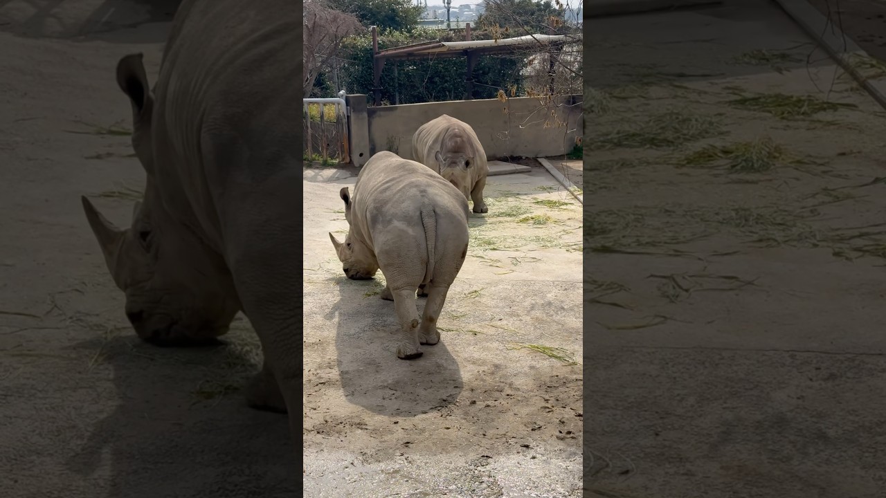 サイでかい🦏福岡動物園