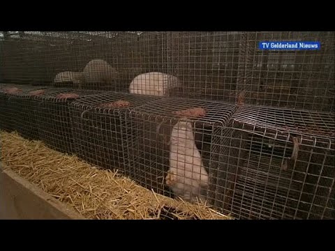 GLD Nieuws 15 december 2012 - Nieuws