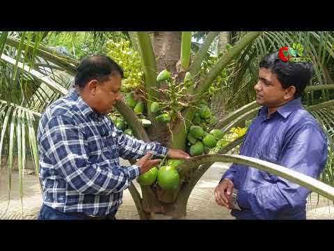 ৩ বছরের নারিকেল গাছে শতাধিক ডাব বাংলাদেশের মাটিতে- খাটো জাতের নারিকেল(Dwarf coconut)
