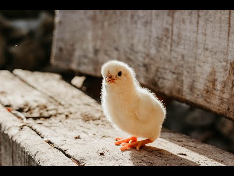 Sounds of chickens. Baby Chicks Chirping Sounds