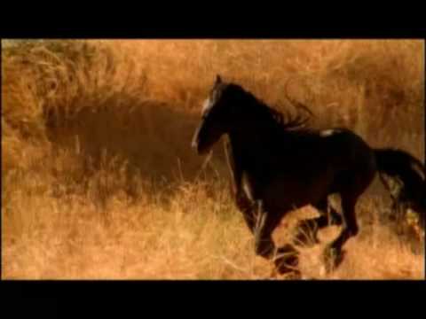 Koně se taky střílejí