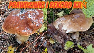 Porcini mushrooms and the kite record