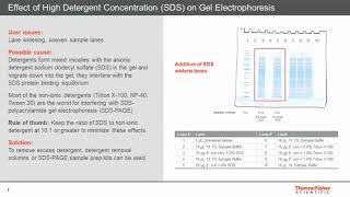 Importance of Sample Preparation and Choosing the Right Gel for SDS-PAGE