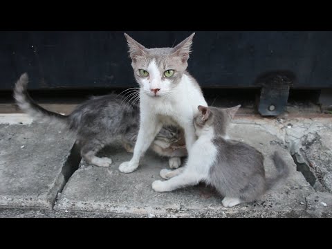 Mother cat breastfeeding her kittens