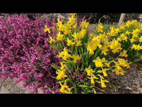 Charming Tete-a-Tete Daffodils & Bird Song (Early Spring Garden Tour)