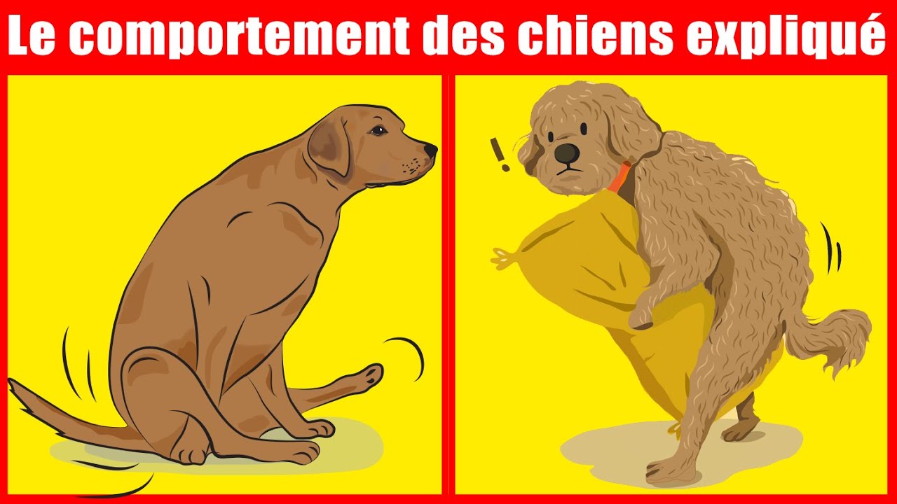 La signification des 21 comportements canins les plus étranges | Incroyablement Top