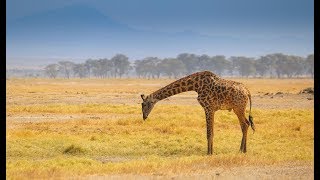 Amboseli - Kenya : Overview