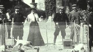 Фокстерьеры и крысы / Fox terriers et rats 1902