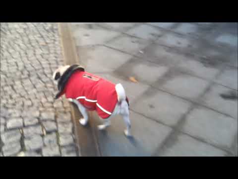 Volle Mopsgeschwindigkeit in Berlin