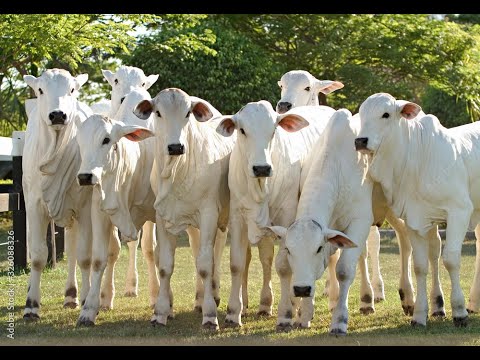 Boi Forte Leilões - Uirapuru - Goiás -  Ao vivo - Segunda feira 05 de Janeiro de 2026