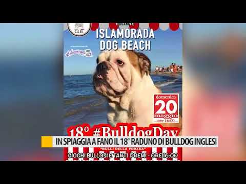 Servizio del 24 aprile 2018 su FanoTv Bulldog Day 2018