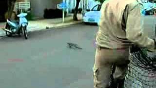 Recenseadora leva susto, ela encontrou um lagarto de uma das maiores espécies da América Latina