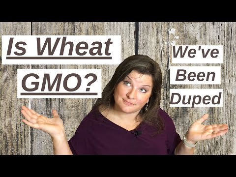 Is Modern Wheat Bad? | Genetic Modification vs Hybridization Explained | History of Modern Wheat