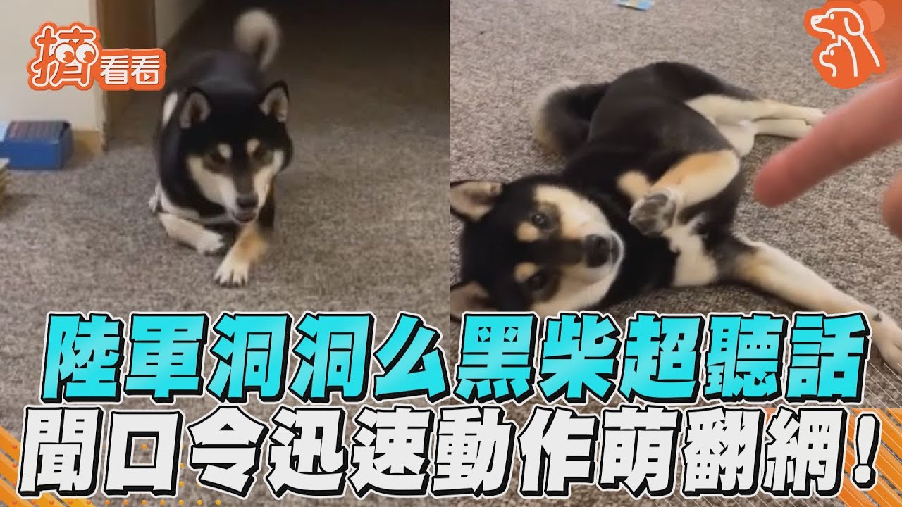 影音／陸軍洞洞么黑柴超聽話　聞口令迅速動作萌翻網！