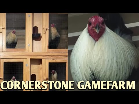 Grey Country Alabama - CORNERSTONE FARM