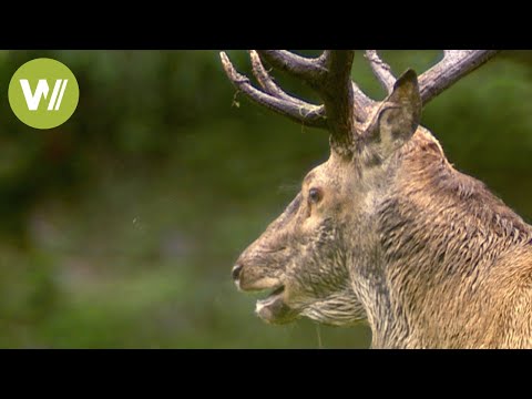 Poaching - a major problem in Poland