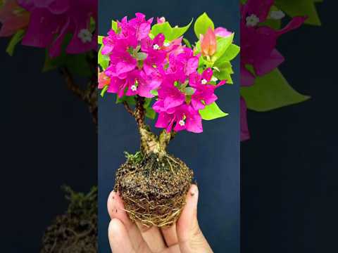 Make Bougainvillea Bonsai From Cutting #shorts #short #shortvideo #shortsvideo #gardening #Grafting