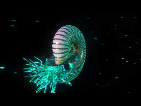 Houdini: Ammonite or Nautilus