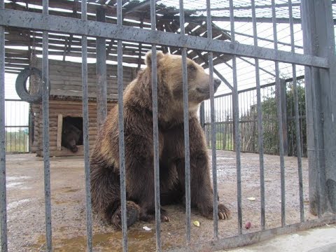 Едем в Зоопарк