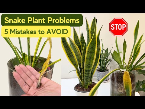 ✅ Snake Plant Care Problems ❌ 5 Mistakes You MUST AVOID & How to Fix Them!