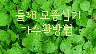 #들깨재배방법 #들깨 모종 심는방법
