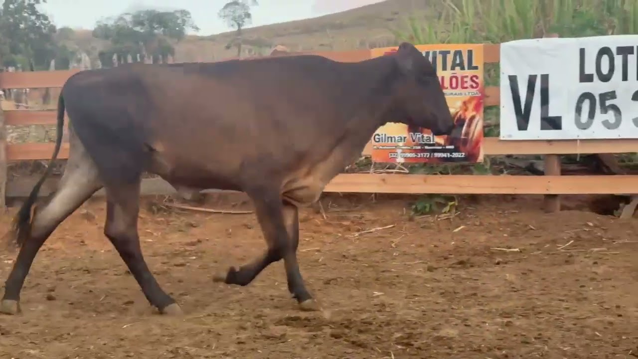LOTE 53