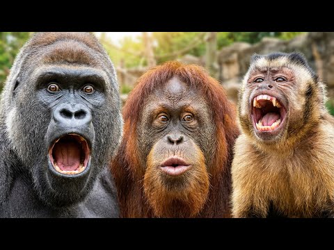 The Funniest Animal Moments Ever part 3