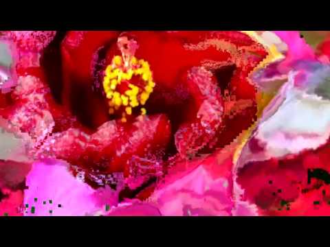 Ehsan Ziya - FLOWERS