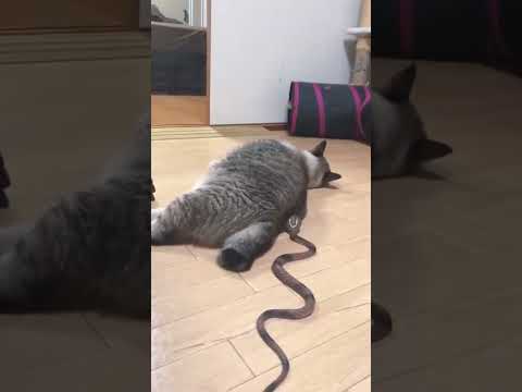 #tanvir #tanvir #tanvir #tanvir #tanvir #tanvir #tanvir