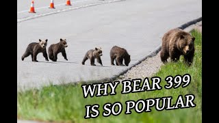 Why Bear 399 is SO Popular! Rare Grizzly Bear With Four Cubs in Grand Teton National Park!