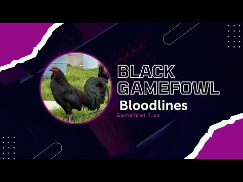 Unveiling the Legacy: Black Gamefowl Bloodlines - Strength, Strategy, and Survival"