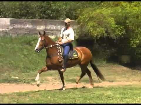 03 - Embrião Gestado Aliança do Quartzo x Iguaçu do Morro Azul