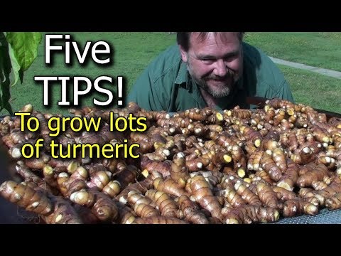 5 tips how to grow a ton of turmeric in just 3 square feet g...