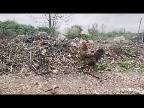 Crim. / Крим. Hadjito