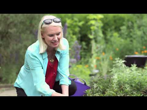 Thrive BBC Lifeline Appeal June 2019