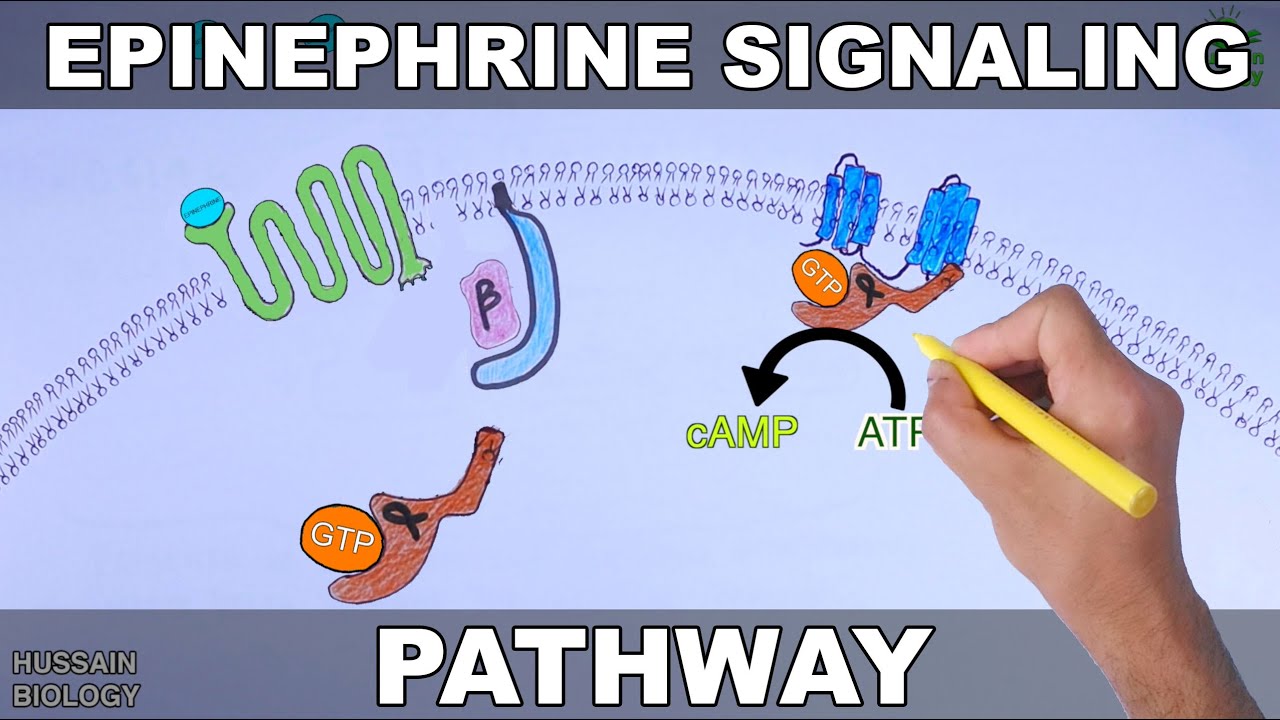 Epinephrine Signaling Pathway