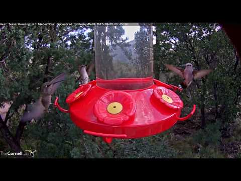 Female Anna's Hummingbird Alights On Left Side Of Feeder – Oct. 3, 2017