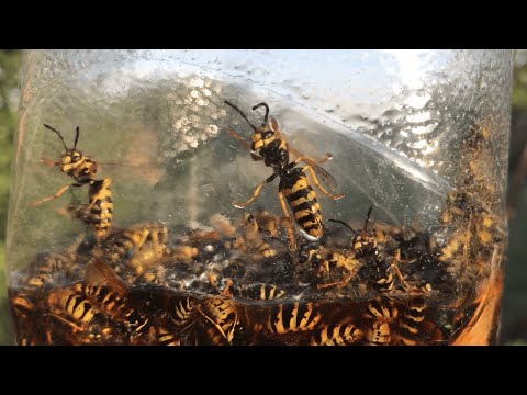 A simple trap for wasps and hornets. You can make it in a few minutes.