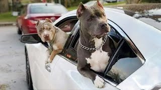 Quand on a besoin d'un chien pour se protéger mais qu'on a besoin d'un comédien - animaux drôles 2025