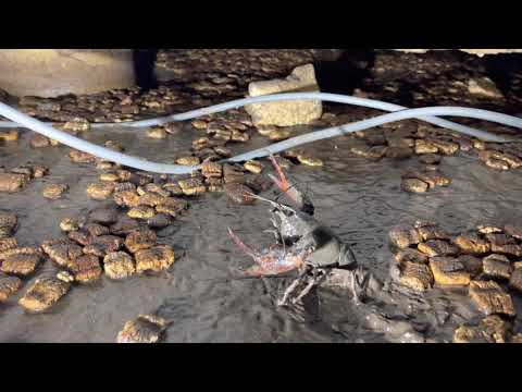 Terror dans kreeft Gouda