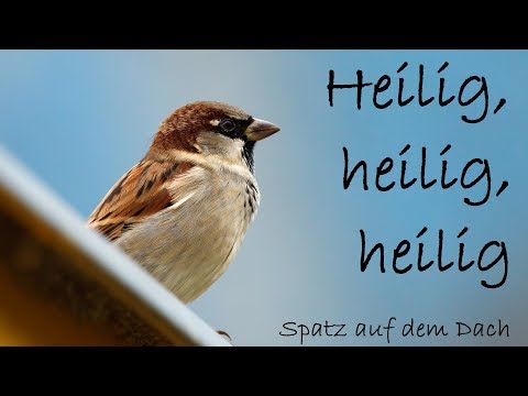 Heilig video