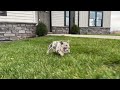 French Bulldog dogs for sale: Fern - Video 1