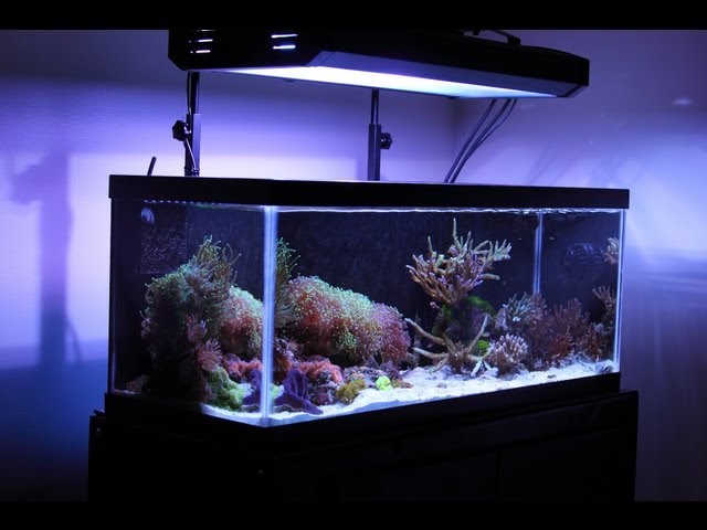 20 Gallon Long College Nano Reef Tank