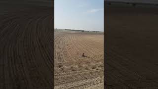 preview picture of video 'Alfalfa sowing completed with cultipacker'