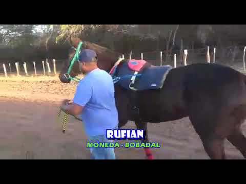 RUFIAN VS PRINCESITA CLUB HIPICO "SAN CARLOS" EL MOJON