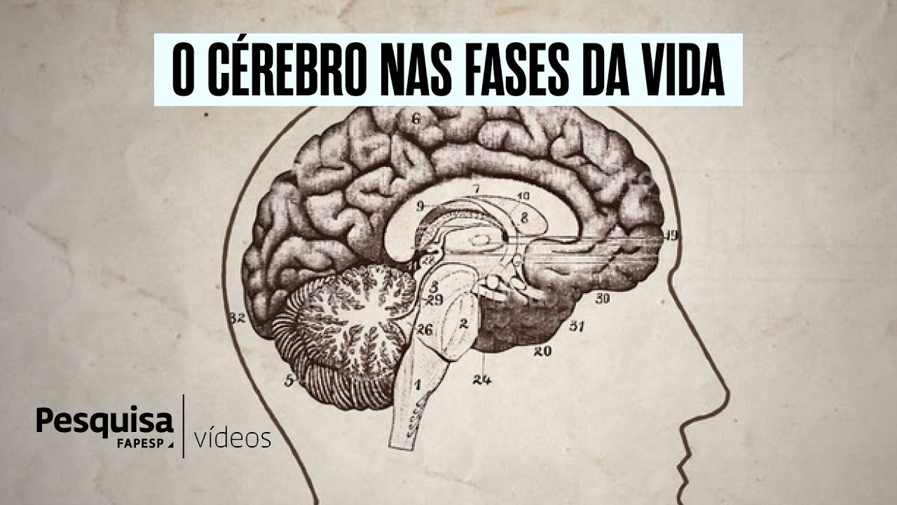Quando o cérebro cresce e diminui