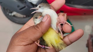 Download lagu Ciblek Kristal, Ciblek semi, ciblek putih,ciblek Kuning? banyak yg salah sangka sama burung ini... mp3