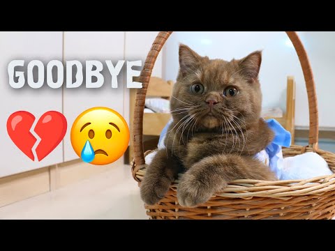 Gipsy's Goodbye: A Basket, A Dress, and Loads of Love!