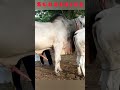 Cow And Ox Sex Videos ‎ DK Bl1pd ‎ Jessicavlogg  ‎ Petcollective ‎ Wildlife7659  Rottweile
